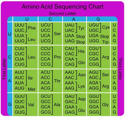 How many codons are in one amino acid? - signalduo.com