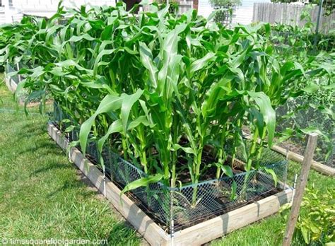 How many corn plants per square foot? - Gardening tips & advice