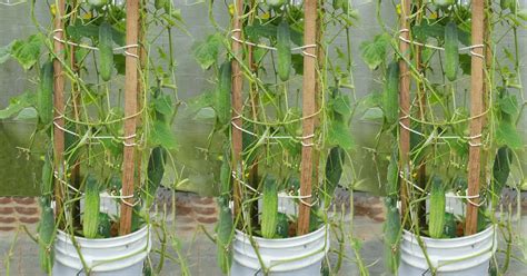 How many cucumbers per plant.  Bot Verification Verifying that you are not a robot Ever wo...