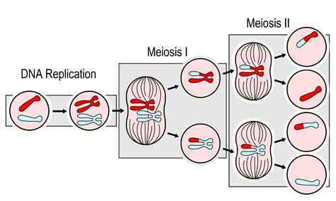 How many different kinds of gametes can an organism of …