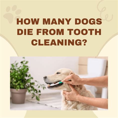 How many dogs die from teeth cleaning. Key Takeaways. The cost of cleaning the dog’s teeth can range from $50 to $300, depending on the dog’s age, size, breed, and location of the dental cleaning service. Factors that affect the cost of dog dental cleaning include the age and health of the dog, the type of cleaning procedure, anesthesia and pain management, and geographic location. 