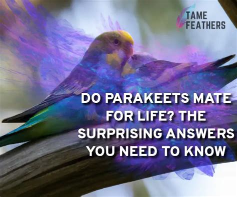 How many feathers does a parakeet have? - Answers