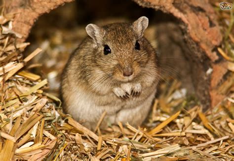 How many fingers do gerbils have? - Answers