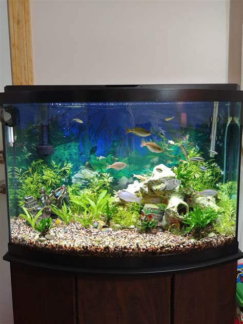 How many fish in a 36 gallon aquarium. 3. How many fish can I keep in a 36 gallon bow front aquarium? The number of fish you can keep in a 36 gallon bow front aquarium varies depending on the size, activity level, and compatibility of the species. As a general guideline, aim for 1 inch of fish per gallon of water. 
