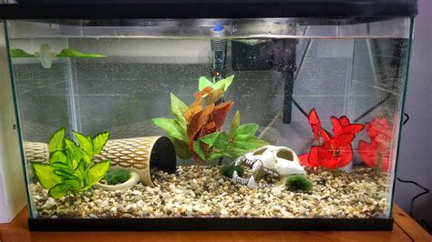 How many frogs can live in a 10 gallon tank? - cgaa.org