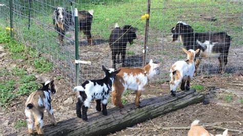 How many goats can a buck breed? Dependable