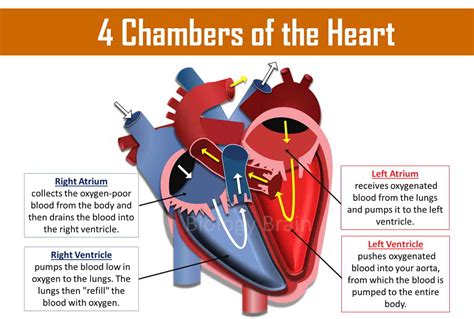 How many heart chambers does a hippopotamus have? - eNotes