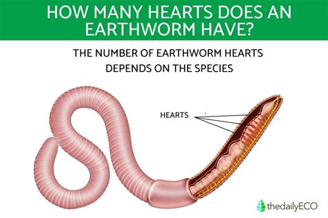 How many hearts does a garden worm have? - Quora