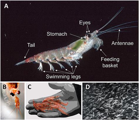 How many legs are on an Antarctic krill? - Answers