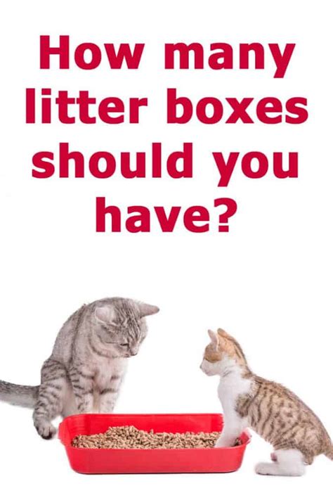 How many litter boxes per cat. 2. Ensure They Have Easy Access. Your cat needs to be able to get into the litter box easily to use it. If you have an older cat, ensure that the walls or opening are low enough to the ground that ... 