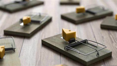 How many mouse traps should i set