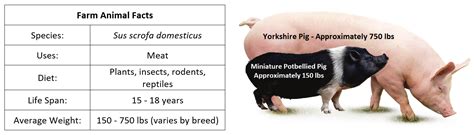 How many pigs are raised in the US every year?