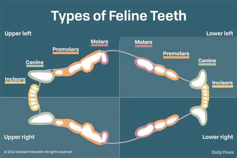 How many roots do cat teeth have? - letshealthify.com