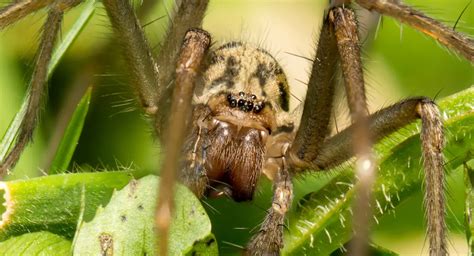 How many spiders crawl in your mouth a year?