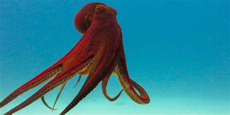 How many tentacles does an octopus have. That is the case with the octopus. An octopus has approximately 500 million neurons. Of those, 30 to 40 percent reside in its formal brain located in its head. The remaining neurons are distributed throughout the animal’s eight arms. The schematic structure for this distribution of neurons throughout the octopus is what gives rise to … 