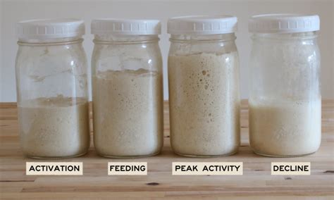 How many times should I feed a sourdough starter before baking …