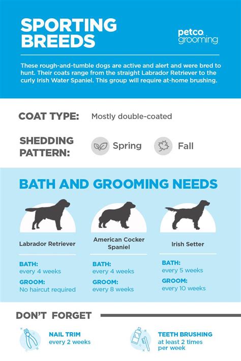 How many times should a dog bath