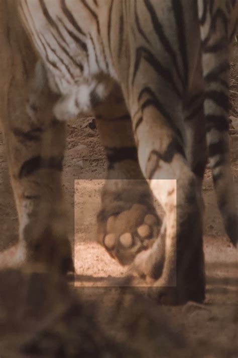 How many toes do Tigers have? – Internet of Tigers