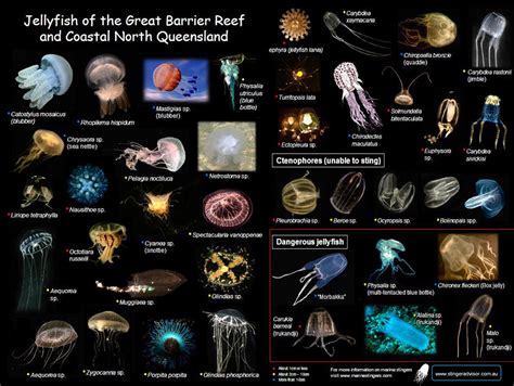 How many types of jellyfish are there. Use the selection box below to view full lists by group. The following is a list of Corals, Jellyfish, and Sea Anemones of concern. This list combines species from several endangered species lists. Using the total at the bottom of this page as an official count of endangered corals, jellyfish, and sea anemones of the world is not recommended. 