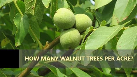How many walnut trees per acre.  This allows for mortality and thinning of undesir...
