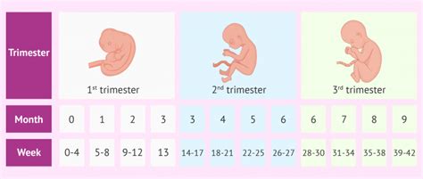 How many weeks are 3 months pregnant? - inviTRA