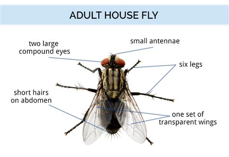 How many wings has a fly got? - Answers