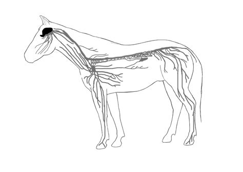 How massage communicates and works with the equine nervous system