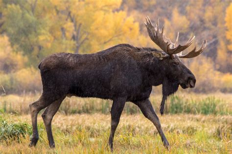 How moose came to live in Colorado