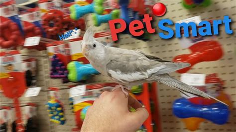 Feathered friends love to be entertained just as much as other pets. Give your pet parrot, cockatiel or parakeet bird toys to give your bird endless hours of playtime and entertainment. PetSmart has bird toys that encourage many different activities, including chewing, foraging, hiding, shredding, noise making and much more. . 