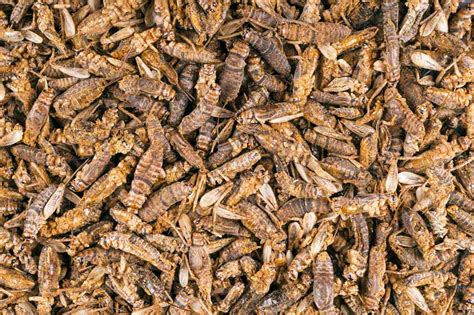 Even if half the crickets die then your at 500 crickets for $40 Petsmart would be $60 for 500 crickets. Not including tax. I will never go back to Petsmart unless it's an emergency. Ghanns cricket farm also uses a different type of cricket, supposedly more durable and they don't stink as much. 