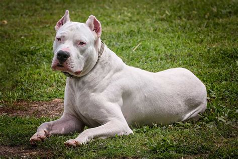 How much are dogo argentino. Monthly costs for a Dogo Argentino Diets: $50 - $100 . Fueling up your Dogo Argentino buddy comes with a price tag of around $50 to $100 each month. 2 From hearty meals to tasty treats, keeping that tail wagging requires some grub. But hey, it's a small price to pay for the endless tail wags that can come with a well-fed and happy Dogo Argentino! 
