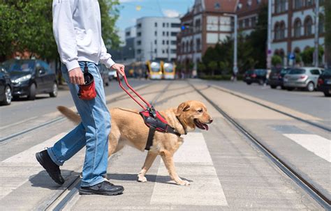 How much are service dogs. How Much Do Service Dog Costs? Service dogs cost a lot. For most organizations, it costs more than $30,000 to raise, train, and place a service dog. But that doesn’t necessarily mean you’ll have to pay $30,000 to get one. 