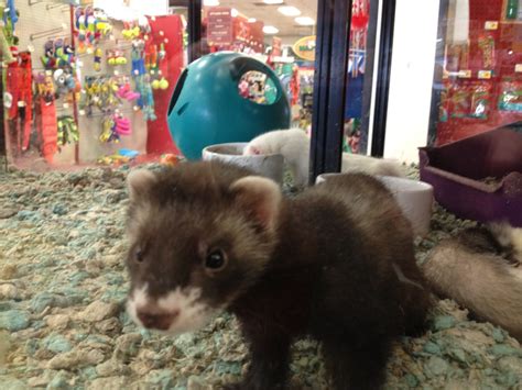 It’s the humane thing to do. You can also contact animal shelters to find a pet. Some restrictions may exist as to where the organizations can ship ferrets. Here are some examples of places to adopt ferrets: 1. Kindness Matters Ferret Rescue, Acworth, GA. Image Credit: Kindness Matters Ferret Rescue..