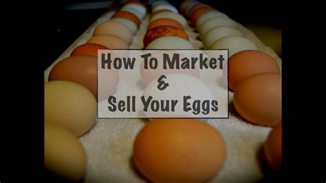 How much can i sell my eggs for. 