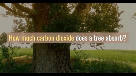 How much co2 does a tree absorb. A couple of points: (1) More important than how much CO2 a tree can absorb, is how much the species can absorb per area of land. A less efficient tree might be better if you can squeeze more of them into the same area. (2) Even if the CO2 is released again when the tree dies, it's still beneficial as long as the tree is re-planted. 