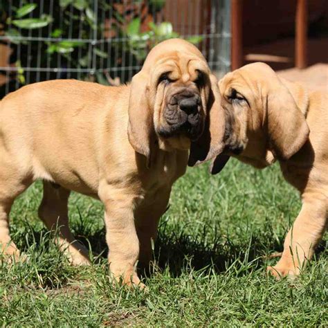 The Bloodhound dog price for a rescue runs anywhere from $300 to $450