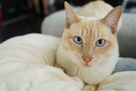 The Flame Point Siamese Maine Coon Mix showcases a truly captivating appearance that is bound to turn heads. Some key features that set them apart include: Fiery Red Points: As the name suggests, these cats display beautiful reddish-orange points on their ears, face, paws, and tail. Distinctive Blue Eyes: The striking blue eyes inherited from ...