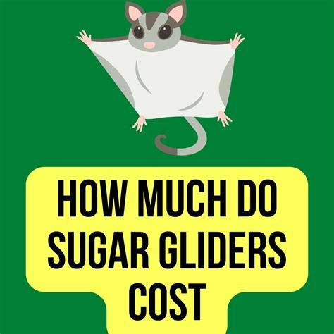 How much do gliders cost
