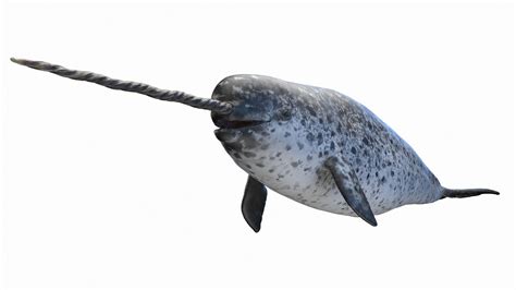 How much do narwhal eat a day? – KnowledgeBurrow.com