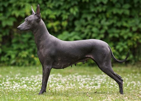 How much do xoloitzcuintli cost. A study by Kabo indicates that costs range from 450$ to 2,300$ per year. The Xoloitzcuintle is a small dog, so it doesn’t eat a lot. Unless you opt for really “premium” food or a raw diet, you should be able to get by with less than $450. This always depends on the age of the dog and its activity level. 