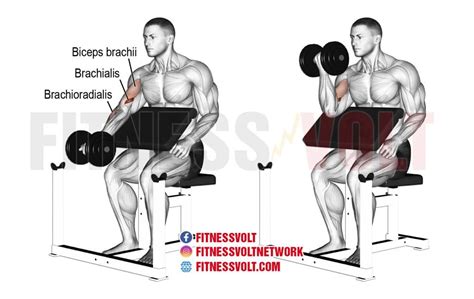 How much do you bicep curl ? : r/GYM - Reddit