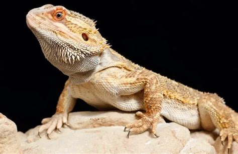 How much does a bearded dragon cost. Things To Know About How much does a bearded dragon cost. 