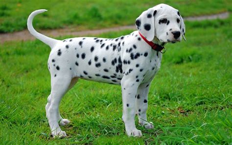 How much does a dalmatian puppy cost. Things To Know About How much does a dalmatian puppy cost. 