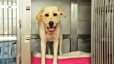 How much does a dog boarding business make a year.  How much does it cost to sta...