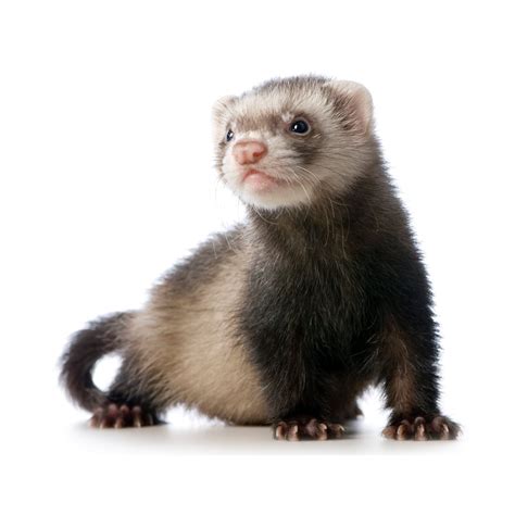 How much does a ferret cost at petco. Mar 5, 2023 · The ferrets available at PetSmart or PetCo are priced around $100 and $130, but some ferrets may also cost more than that (about $199). However, price of the ferret is just one part of the initial cost, and that too a very little part of it. Indeed, the associated costs of buying a ferret often add up to more than the cost of the actual pet. 