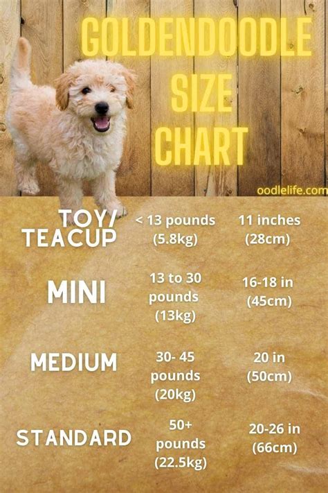 50+ lbs. A medium Goldendoodle is about 17″ to 21″ tall from shoulder to paw and weighs about 36 to 50 pounds. As a comparison, a standard Goldendoodle is over 21″ tall from shoulder to paw and weighs 50 or more pounds. Happy-Go-Doodle Chloe is considered a medium Goldendoodle. She stands about 21″ high and weighs 43 …
