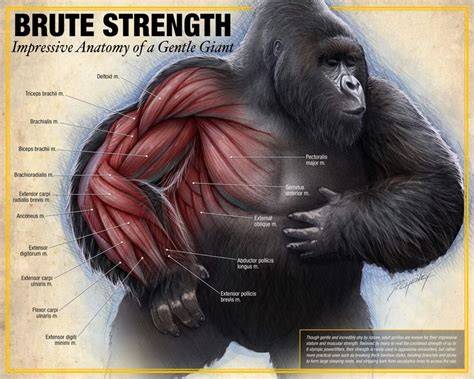 How much does a gorilla weigh.  Learn about the size, shape, arms, coloration, dentit...
