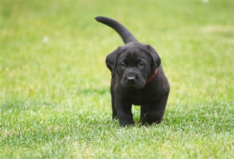 How much does a labrador cost. 