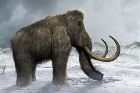 How much does a mammoth weigh. The Weight of Woolly Mammoths. Woolly mammoths were massive animals, and their weight varied depending on their age and gender. A fully grown male woolly mammoth could weigh up to 12,000 pounds, while females weighed slightly less, around 8,000 pounds. 