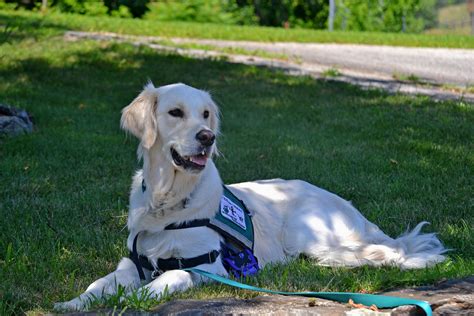 How much does a service dog cost. Feb 9, 2024 · Step 2: Service Dog Training. It’s important to note that the ADA doesn’t require service dogs to be trained by an official organization. Handlers are permitted to train their own dogs. “I ... 